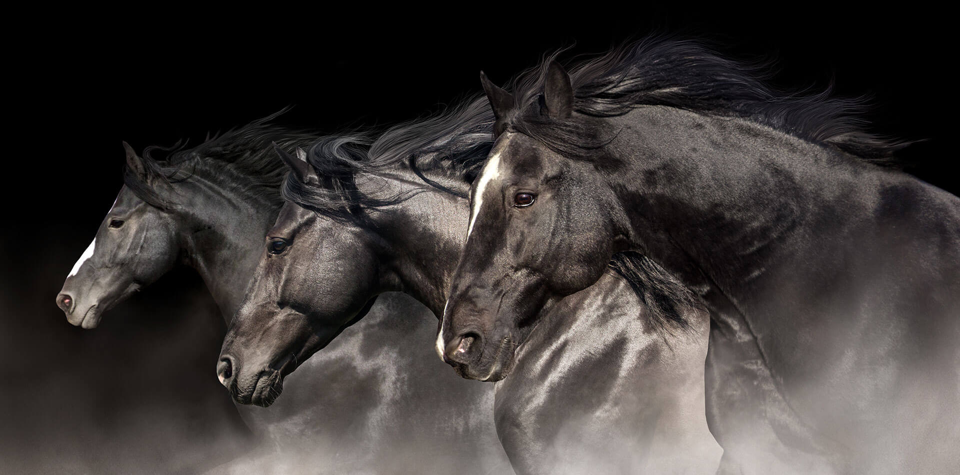 To us, horses and freedom are synonymous